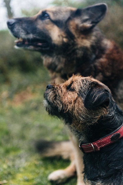 Netter Border Terrier Hund und ein deutscher Schäferhund sitzen auf dem Gras