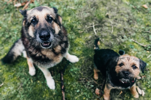 Netter Border Terrier Hund und ein deutscher Schäferhund sitzen auf dem Gras