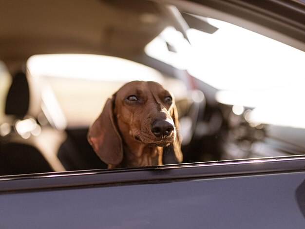 Netter brauner Dackelhund während des Tages