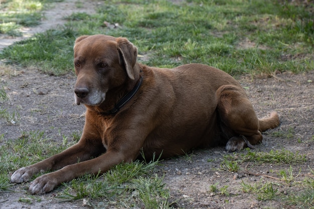 Kostenloses Foto netter brauner hund, der tagsüber auf dem grasbedeckten boden gefangen genommen wird