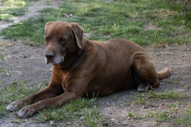 Netter brauner Hund, der tagsüber auf dem grasbedeckten Boden gefangen genommen wird