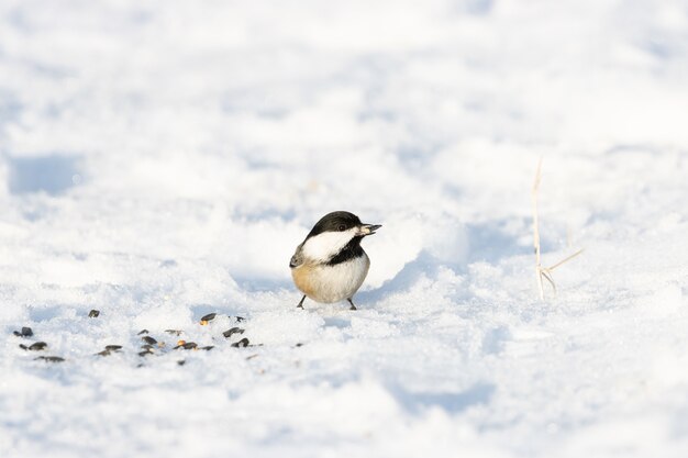 Netter Carolina Chickadee, der auf einem schneebedeckten Boden mit einem unscharfen Raum steht