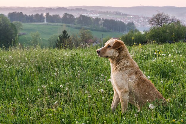 Netter entzückender brauner Hund