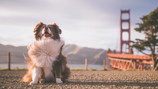 Netter flauschiger australischer Schäferhundwelpe mit der Golden Gate Bridge im Hintergrund