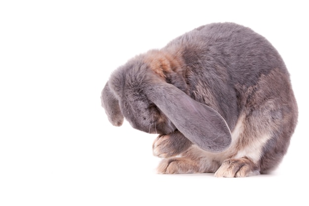 Netter grauer und weißer Hase, der auf einer weißen Oberfläche sitzt und seine Nase in den Händen hält