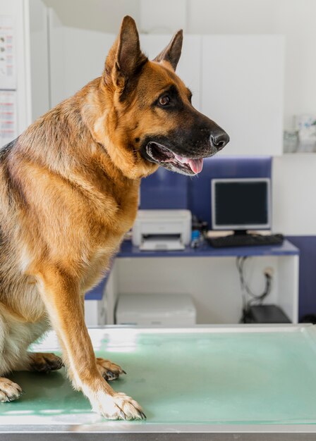 Netter großer Hund an der Veterinärklinik