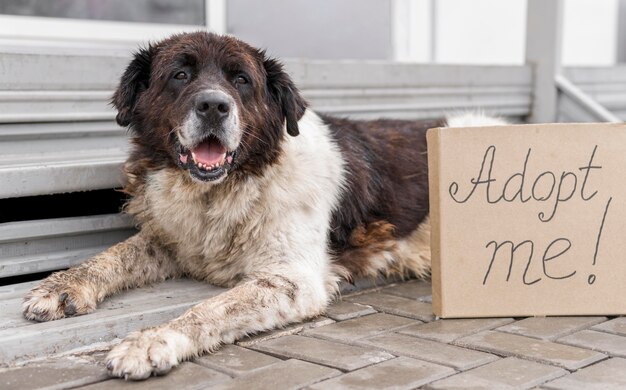 Bilder Grosser Hund Gratis Vektoren Fotos Und Psds
