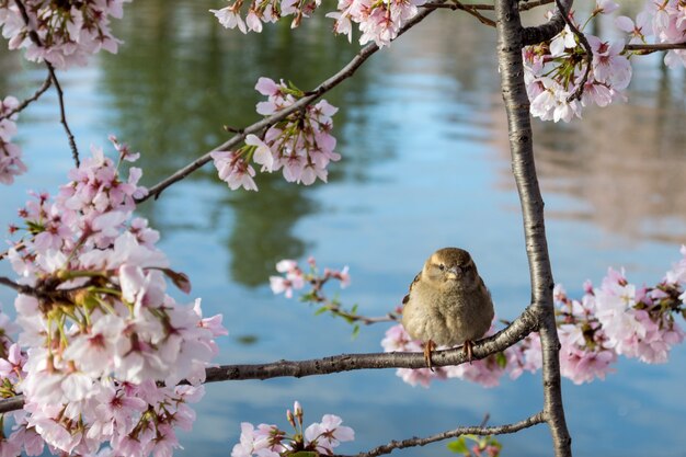 Netter Haussperling thront auf einem Ast mit schönen Kirschblütenblüten