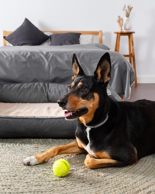 Netter Hund auf Boden mit Kugel