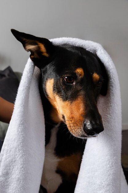 Netter Hund bedeckt mit Handtuch