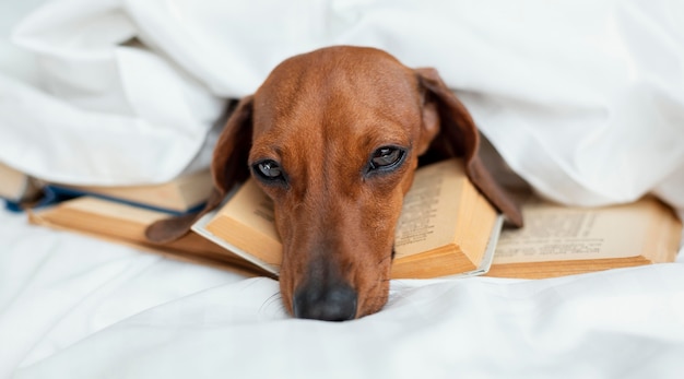 Netter Hund, der auf Bücher legt