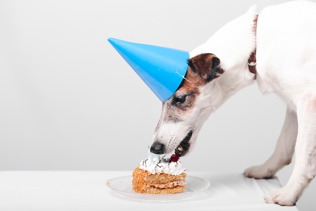 Netter Hund, der geschmackvollen Geburtstagskuchen isst