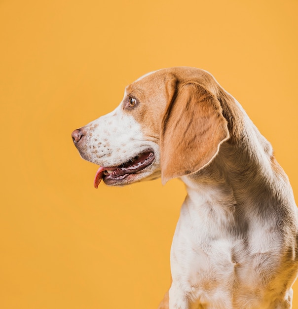 Kostenloses Foto netter hund, der heraus seine zunge haftet und weg schaut