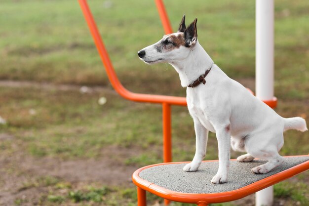 Netter Hund, der im Kinderpark sitzt