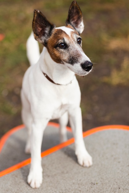 Netter Hund, der im Kinderpark spielt