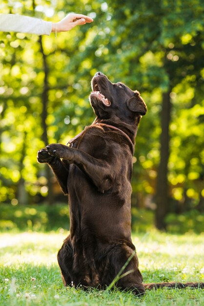 Netter Hund, der im Park spielt