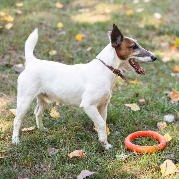 Netter Hund, der im Park spielt