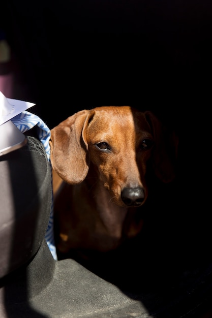 Netter Hund, der in der Nähe von Auto sitzt