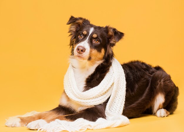 Netter Hund, der mit einem Schal sitzt