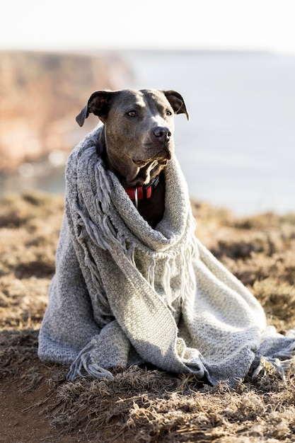 Netter Hund, der mit einer Decke bedeckt wird