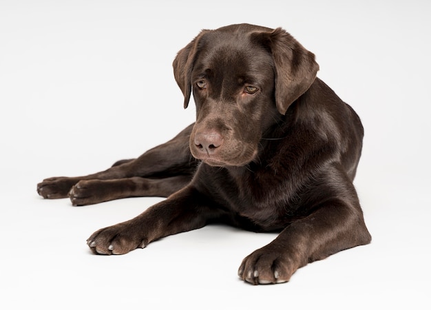 Netter Hund, der mit weißem Hintergrund aufwirft