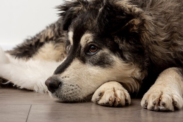 Netter Hund der Nahaufnahme, der auf Boden sitzt