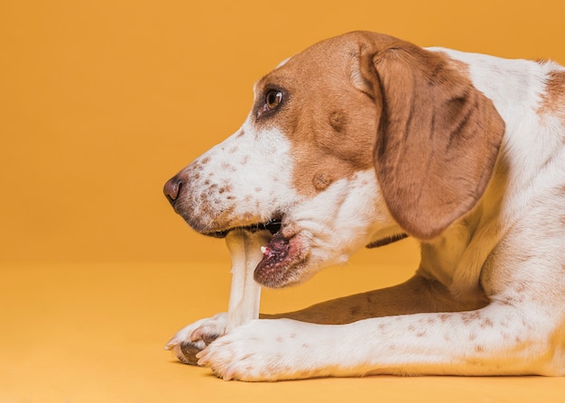 Netter hund der seitenansicht, der einen knochen isst