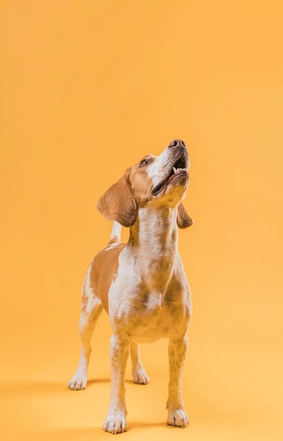 Kostenloses Foto netter hund der vorderansicht, der oben schaut