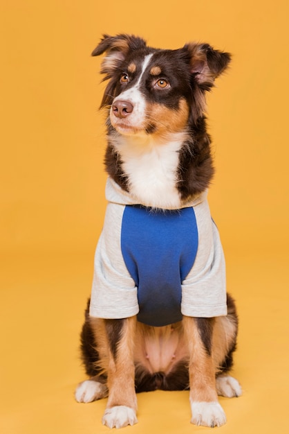 Kostenloses Foto netter hund der vorderansicht im kostüm