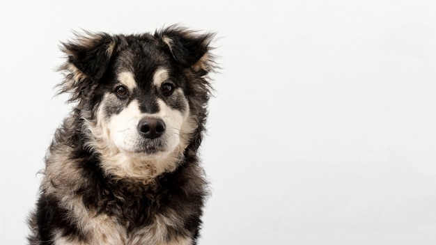 Kostenloses Foto netter hund der vorderansicht mit kopieraum