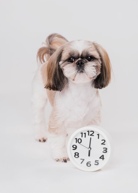 Netter Hund der Vorderansicht mit Uhr