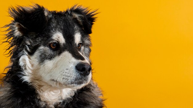 Netter Hund, der weg auf gelbem Hintergrund schaut