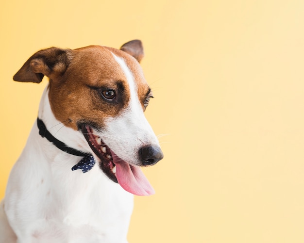 Netter Hund des Exemplarplatzes mit schwarzem Bogen