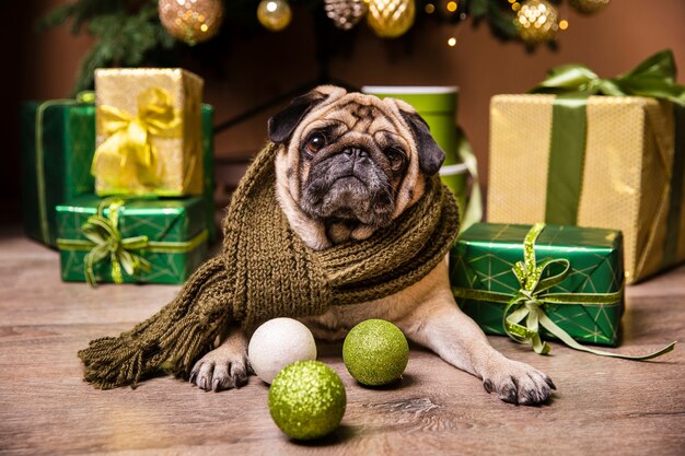 Netter Hund gelegt vor Geschenken für Weihnachten