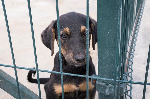 Netter Hund hinter Zaun, der darauf wartet, adoptiert zu werden