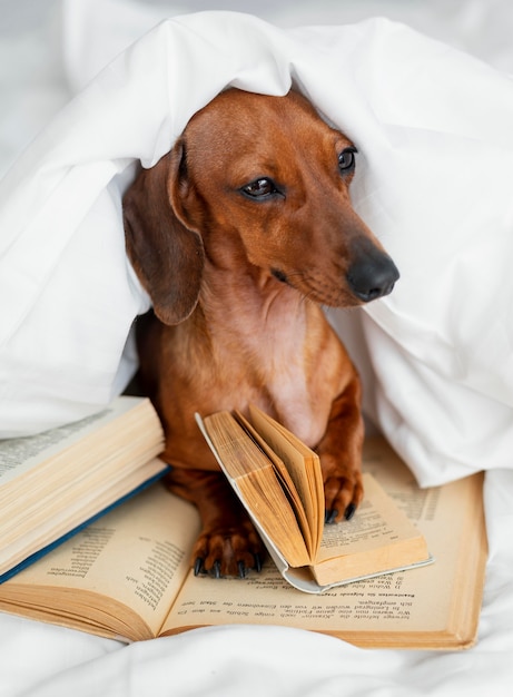 Netter Hund im Bett mit Büchern