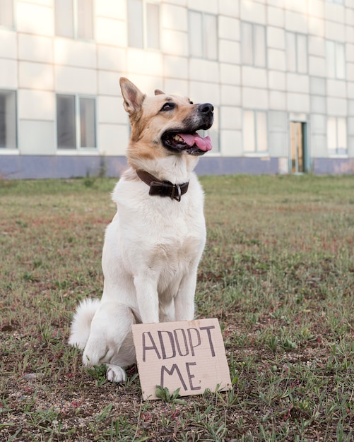 Netter Hund mit adoptiere mich Banner