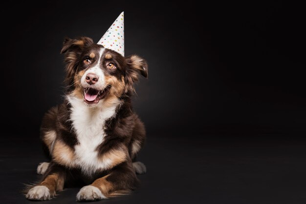 Netter Hund mit einem Hut