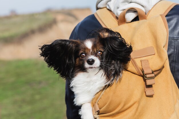 Netter Hund mit großen windigen Ohren, die im Rucksack sitzen