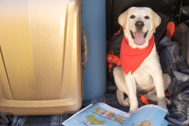 Netter Hund mit hoher Ansicht des roten Bandana