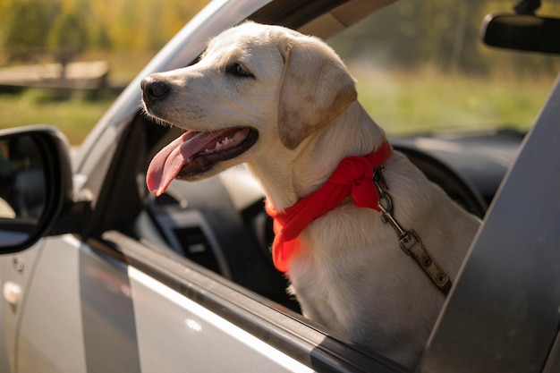Netter Hund mit rotem Kopftuch im Auto