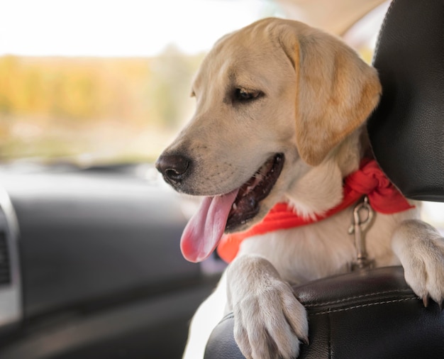 Netter Hund mit rotem Kopftuch