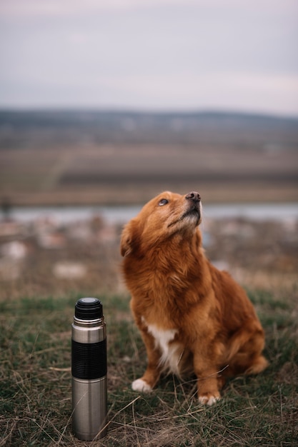 Netter Hund mit Thermoskanne im Freien