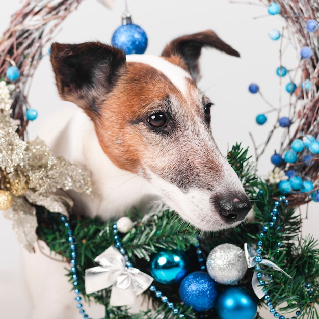 Netter Hund mit Weihnachtsdekoration