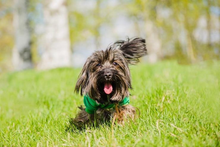Kostenlose Foto netter hund mit zunge heraus