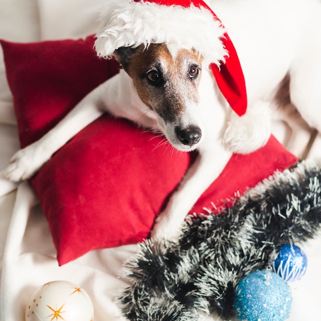 Netter Jack Russel Terrier mit Weihnachtsdekoration