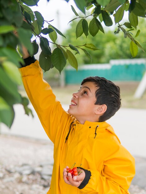 Netter Junge im Regenmantel, der Kirschen erntet