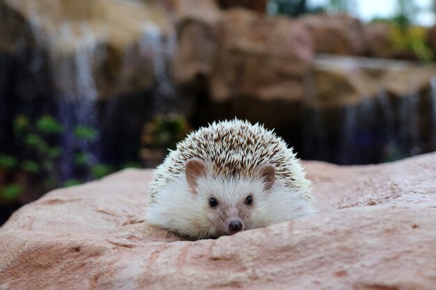 Bilder Igel Nase Gratis Vektoren Fotos Und Psds