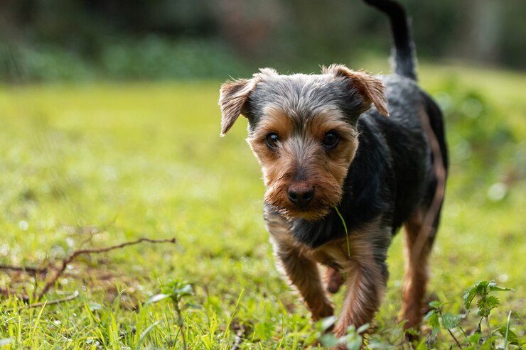 Kostenlose Foto netter kleiner australischer terrier, der auf dem grünen feld geht