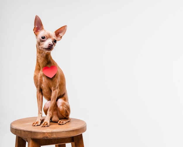 Netter kleiner Chihuahua-Hund, der auf einem Stuhl sitzt